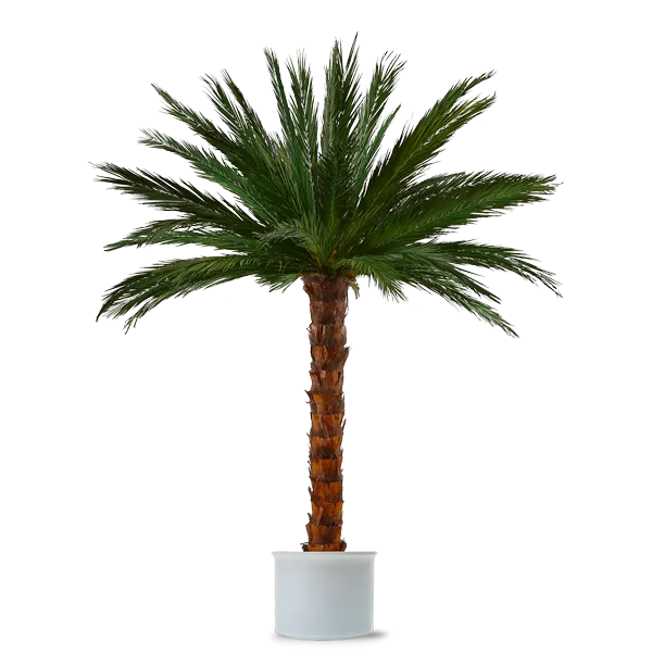 Areca Palmen kaufen Areca Palmen kaufen