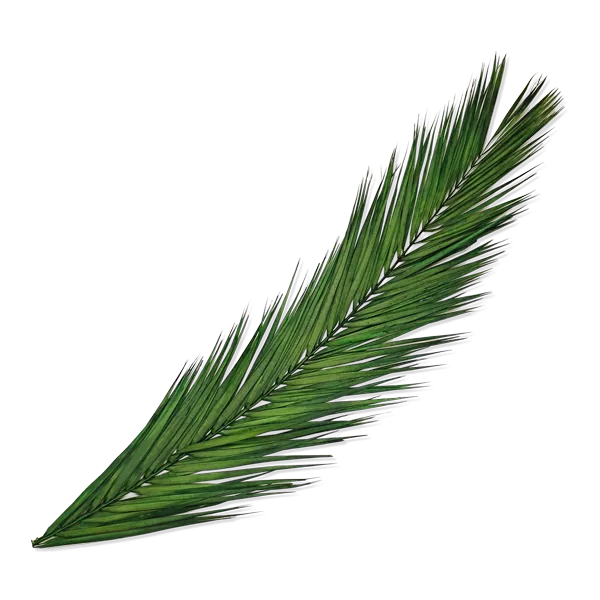 Palmwedel von Palmen24.de Palmwedel von Palmen24.de