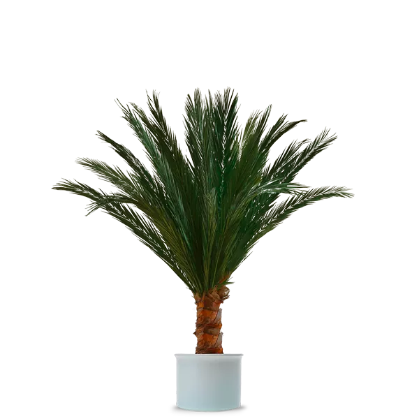 Phoenix Deko Palme Phoenix Deko Palme