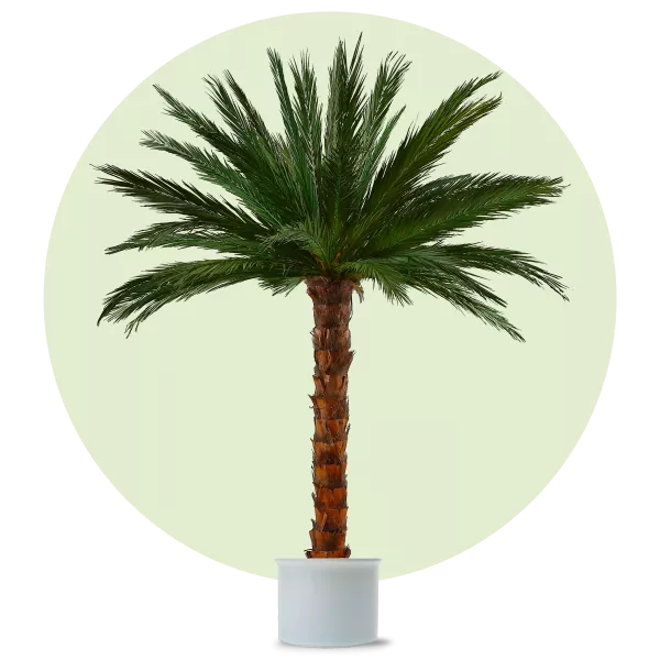 Areca Palm tree
