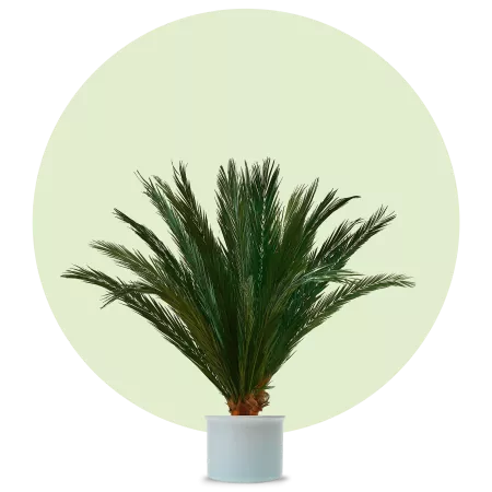 Phönix Palm 1,3m height